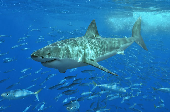 shark-attacks-rise-670